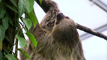 14:25: Elefant, Tiger & Co. | MDR Fernsehen | 4/29 2026