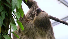 Elefant, Tiger & Co.