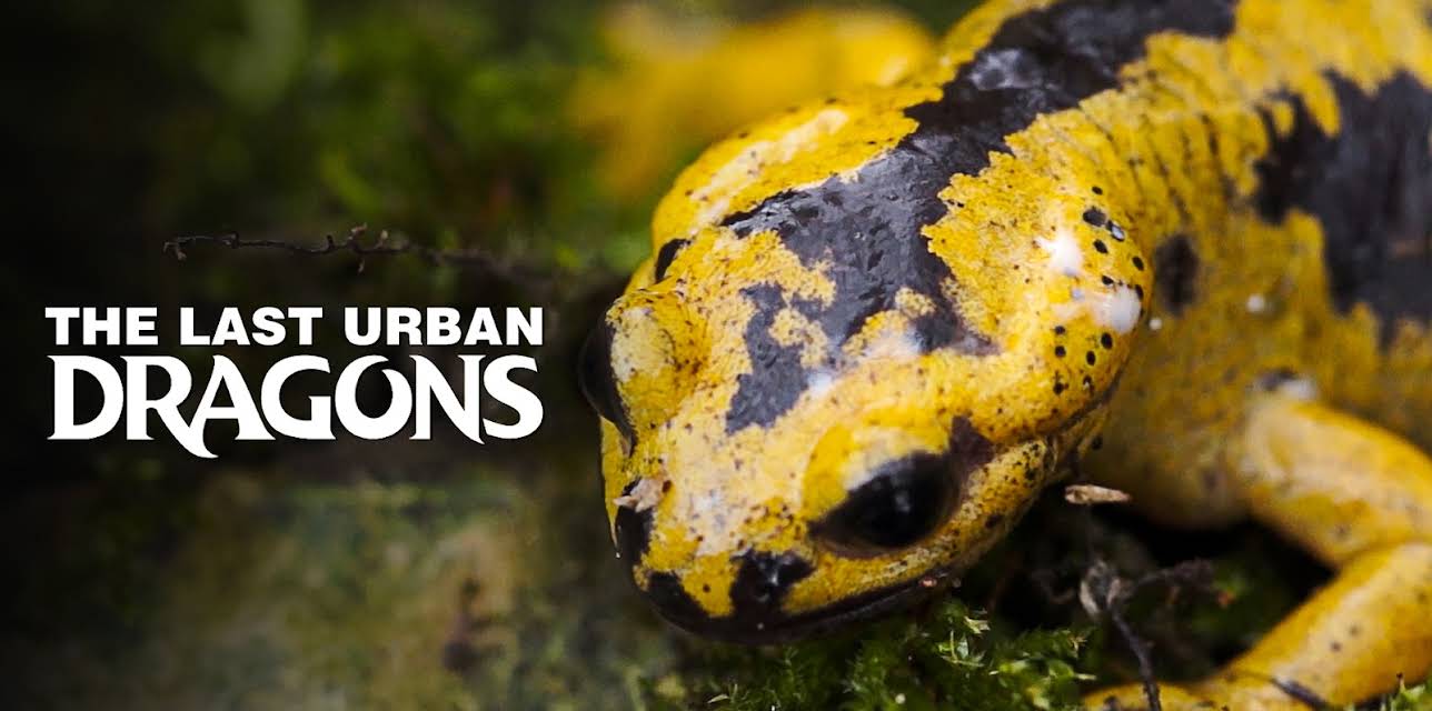 The Last Urban Dragons (2024)