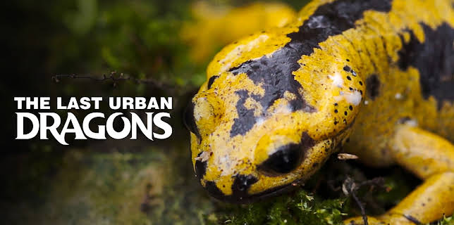 The Last Urban Dragons (2024)