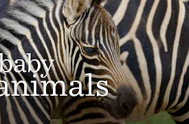 Baby Animals: Primate Families