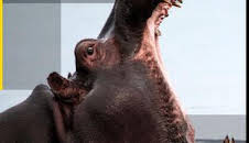 Tácticas letales de los animales