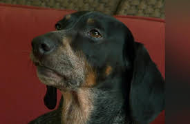 Dog's Best Friend: Episode 11