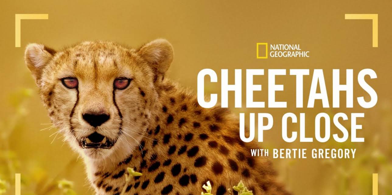 Cheetahs Up Close with Bertie Gregory (2026)
