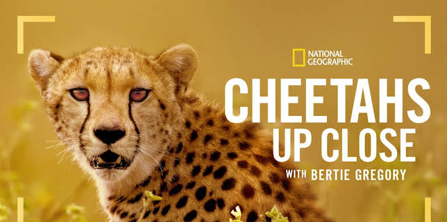 Cheetahs Up Close with Bertie Gregory (2026)