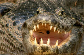 Secret Brazil Wild Pantanal: Wet Pantanal