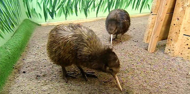 17:05: Panda, Gorilla & Co. | RBB Fernsehen | 1/27 2026