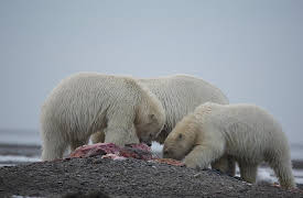 Alone: Frozen : Season 1: Before the Freeze