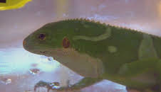 Border Patrol Australia