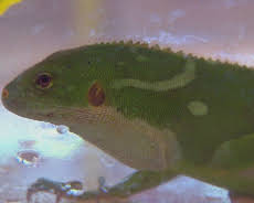 Border Patrol Australia