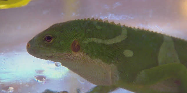 12:10: Border Patrol Australia | ProSieben Maxx | 12/23 2025