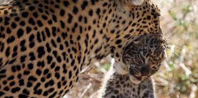 19:50: El reino del leopardo | National Geographic | 2/13 2026