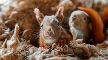 02:45: Wilde Berliner (5/7) | RBB Fernsehen | 4/13 2026