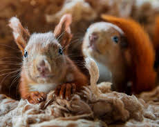 Wilde Berliner (5/7)