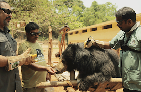 Dyreredning i jungelen: Bjørnenødvendigheter