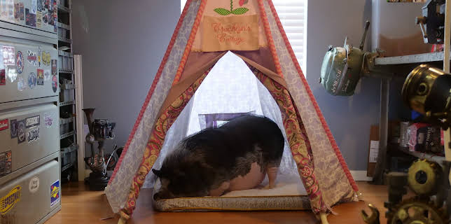 02:15: The Vet Life (S3 E13) (S3) | Animal Planet | 1/1 2026