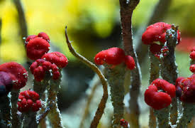 Life on Our Planet: Kapitel 3: Invaders of the Land