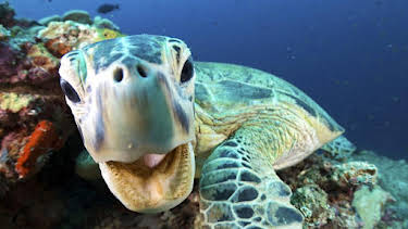11:20 AM: Blue Planet II (S1) | CBBC | 7/2 2026