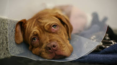 18:20: Der Super-Doc - Einsatz für 4 Pfoten | Sixx | 4/19 2026