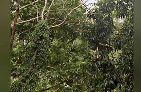 The Animals' Guide to Survival: Forests