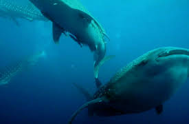 Wild Ones: Dangerous on Land