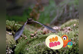 Animal All Stars: Daredevils