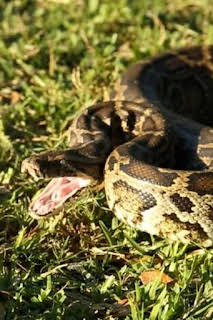 18:55: La invasión de la pitón | Nat Geo Wild | 3/29 2026