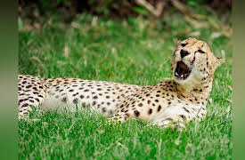 The Great Tours: Washington DC: Smithsonian's National Zoo