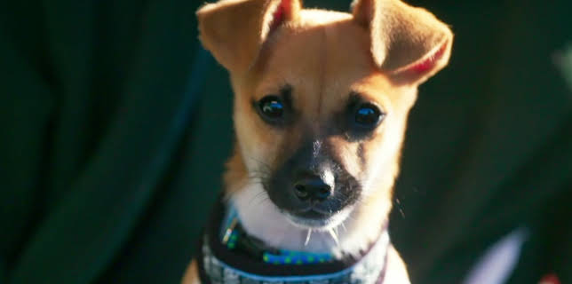 21:55: Hundehuset: Albie | NRK 2 | 2/25 2026