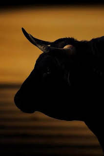 11:45: Toreo en blanco y negro | Castilla la Mancha TV | 3/28 2026