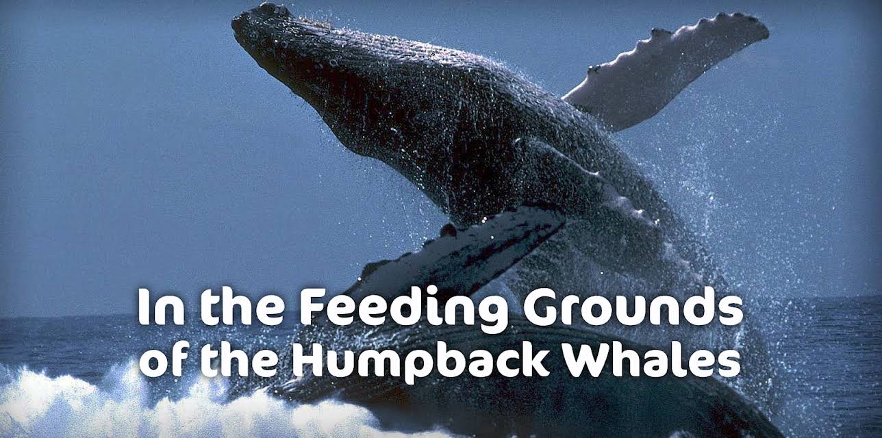In the Feeding Grounds of the Humpback Whales (2013)
