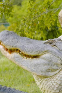 11:00: The Irwins: El gran desafío de caimanes de Robert | Discovery Max | 7/12 2026