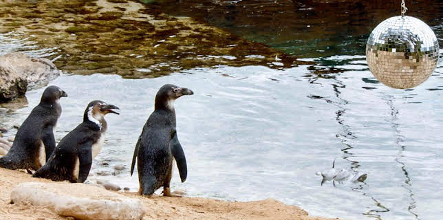 9:55 AM: The Zoo (S1) | CBBC | 11/28 2025