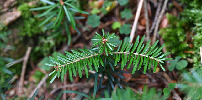 19:10: Vom Ahorn bis zur Zwiebel | ARD Alpha | 11/3 2025