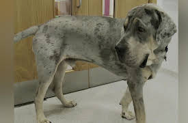 Animal ER: No Brain Left