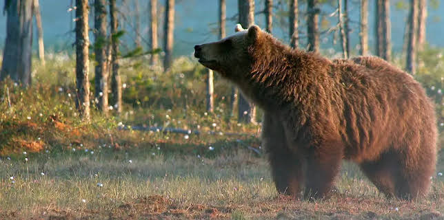 15:15: Expeditionen ins Tierreich (4/7) | Radio Bremen | 1/18 2026