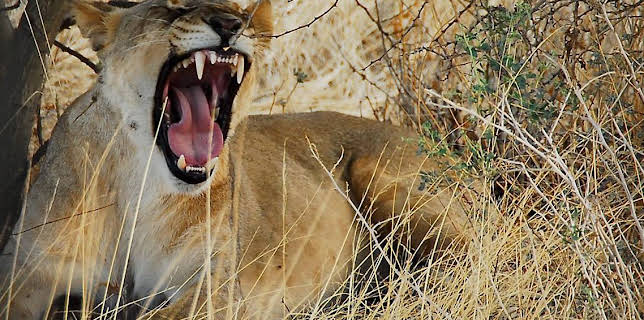 10:35 AM: Deadly 60 (S2) | CBBC | 2/5 2026