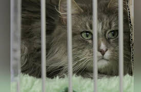 Animal ER: Running a High Risk