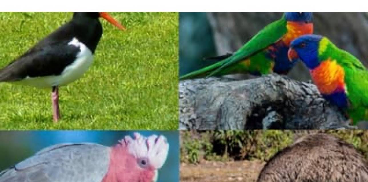 Australian Big Birds (2021)