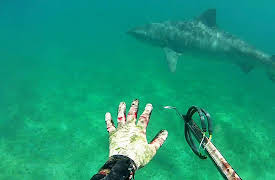 Still Alive Season 1: Great White Shocker