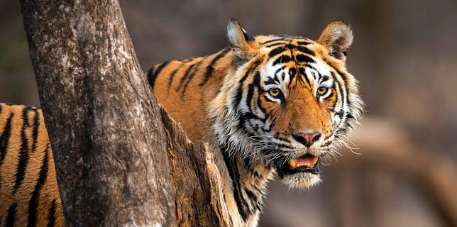 21:40: Säugetiere (3/6) | 3SAT | 11/9 2025