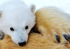 The Polar Bear Family and Me