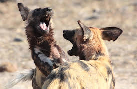 Dogs: The Untold Story: Episode 2