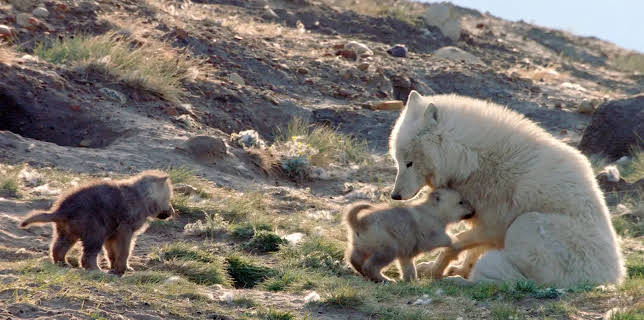 15:15: Expeditionen ins Tierreich | Radio Bremen | 1/11 2026