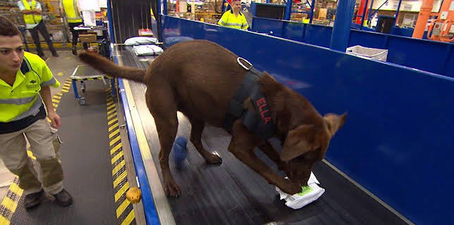 11:25: Border Patrol Australia | ProSieben Maxx | 12/17 2025