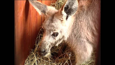05:45: Giraffe, Erdmännchen & Co. | HR Fernsehen | 10/2 2026