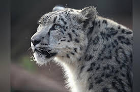 Snow Leopards Of Leafy London: Episode 3