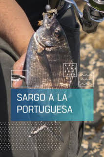 11:55: Sargo a la portuguesa | Caza y Pesca | 8/27 2026