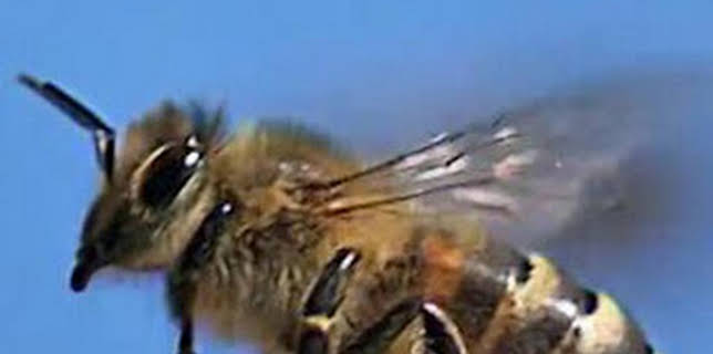 06:23: Misterios de la naturaleza: Enjambre de abejas en Times Square | Discovery Max | 2/22 2026