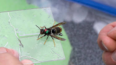 16:00: Achtung! Asiatische Hornissen! | ARD Alpha | 4/7 2026